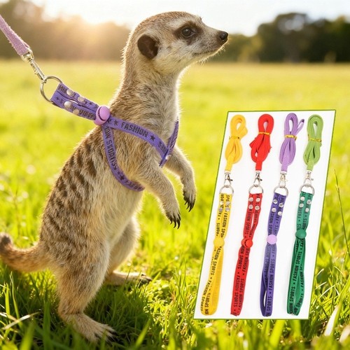 Rabbit towing rope guinea pig - rabbit,